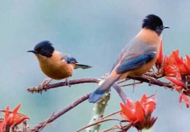 सोनी बिनसर में बनेगा आधुनिक इंटरप्रिटेशन सेंटर, चहचहाहट से पहचानेंगे पक्षी सोनी बिनसर में बनेगा आधुनिक इंटरप्रिटेशन सेंटर, चहचहाहट से पहचानेंगे पक्षी