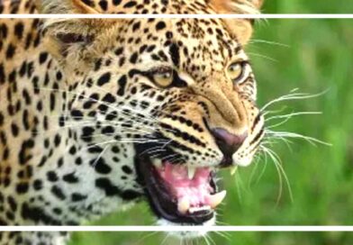 पौड़ी के जामलाखाल में गुलदार का हमला, व्यक्ति को बनाया निवाला