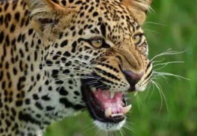 कोटद्वार के भतकोट गांव में गुलदार का हमला, चार साल की बच्ची की मौत