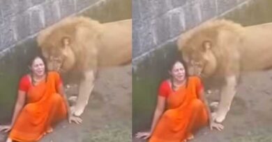 वायरल वीडियो का सच: शेर के बाड़े में गिरी महिला का वीडियो निकला फर्जी