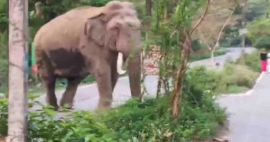 ऋषिकेश में सड़क पर पहुंचा हाथी, मॉर्निंग वॉक कर रहे लोगों में मचा हड़कंप