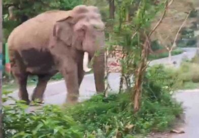 ऋषिकेश में सड़क पर पहुंचा हाथी, मॉर्निंग वॉक कर रहे लोगों में मचा हड़कंप