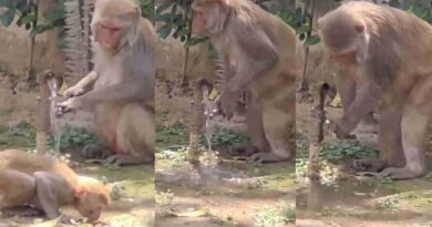 बंदर ने दिखाया सिविक सेंस, पानी पीने के बाद खुद बंद किया नल; वीडियो हुआ वायरल