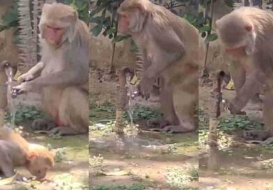 बंदर ने दिखाया सिविक सेंस, पानी पीने के बाद खुद बंद किया नल; वीडियो हुआ वायरल