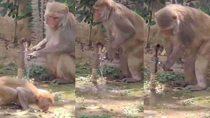 बंदर ने दिखाया सिविक सेंस, पानी पीने के बाद खुद बंद किया नल; वीडियो हुआ वायरल