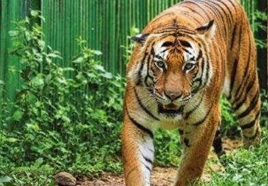 बाघ की दहशत से तीन स्कूल बंद, ऑनलाइन पढ़ाई शुरू; दो मौतों के बाद ग्रामीणों में बढ़ा खौफ बाघ की दहशत से तीन स्कूल बंद, ऑनलाइन पढ़ाई शुरू; दो मौतों के बाद ग्रामीणों में बढ़ा खौफ