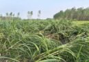 ऊधमसिंह नगर: आंधी, बारिश और ओलावृष्टि ने किसानों की मेहनत पर फेरा पानी, सैकड़ों एकड़ धान की फसल बर्बाद; मंडियों में भीगा अनाज, पेड़ गिरने से जनजीवन प्रभावित ऊधमसिंह नगर: आंधी, बारिश और ओलावृष्टि ने किसानों की मेहनत पर फेरा पानी, सैकड़ों एकड़ धान की फसल बर्बाद; मंडियों में भीगा अनाज, पेड़ गिरने से जनजीवन प्रभावित