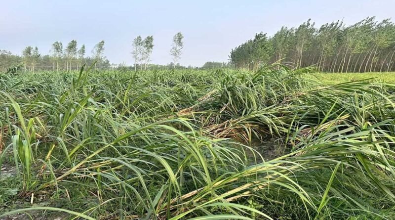 ऊधमसिंह नगर: आंधी, बारिश और ओलावृष्टि ने किसानों की मेहनत पर फेरा पानी, सैकड़ों एकड़ धान की फसल बर्बाद; मंडियों में भीगा अनाज, पेड़ गिरने से जनजीवन प्रभावित ऊधमसिंह नगर: आंधी, बारिश और ओलावृष्टि ने किसानों की मेहनत पर फेरा पानी, सैकड़ों एकड़ धान की फसल बर्बाद; मंडियों में भीगा अनाज, पेड़ गिरने से जनजीवन प्रभावित